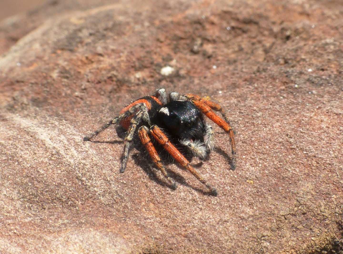 Carrellata di Phylaeus chrysops